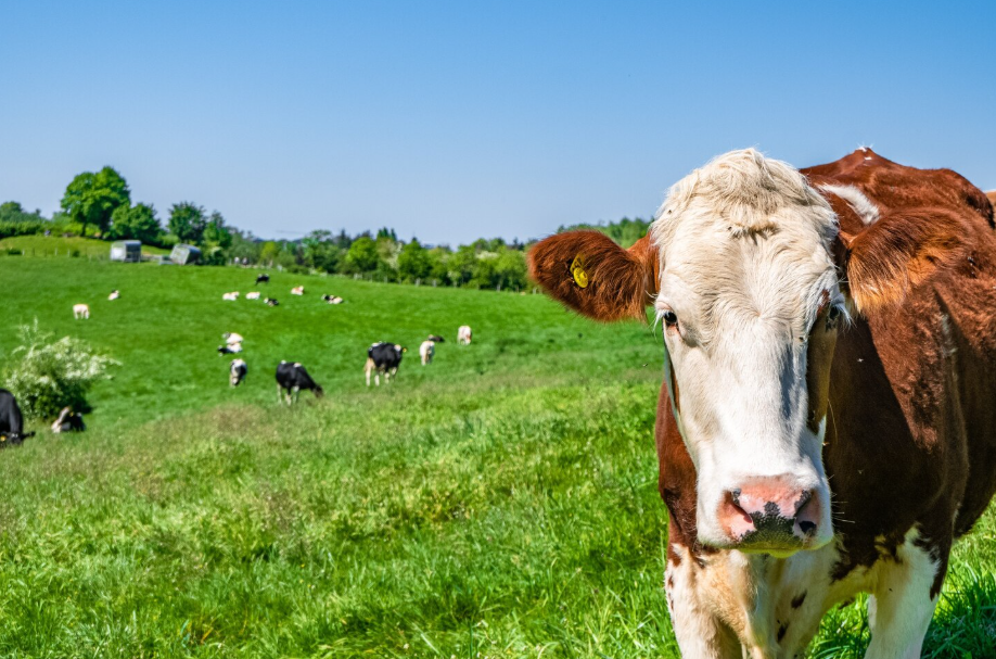 elegir proveedores de carne argentina