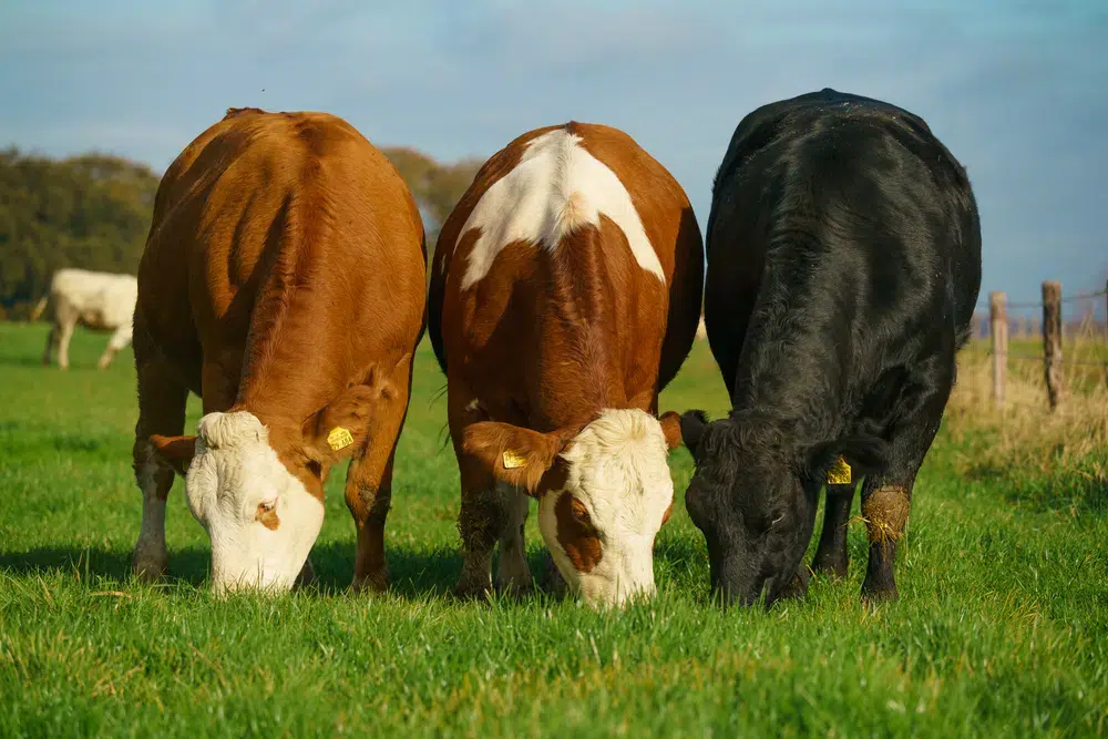 Cortes de carne argentinos vs españoles
